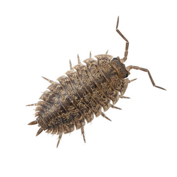 Common woodlouse isopod crustacean isolated on transparent background