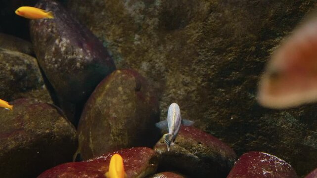 Footage of a freshwater aquarium featuring several colorful African cichlid fish, including the yellow Labidochromis caeruleus and a blue gray Pseudotropheus saulosi, swimming among rocks and sandy su