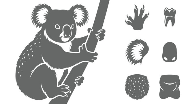 Australian Koala Bear Vector Graphic Climbing Branch Accompanied By Anatomical Icons For Paws Teeth Nose And Fur Textures On White Background