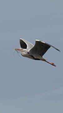 Grey Heron Flying Through Blue Sky Carrying Nesting Material in Kyoto