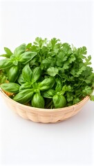 Naklejka premium Fresh green herbs basil and cilantro in a wicker basket on white background, healthy cooking ingredients, natural culinary herbs