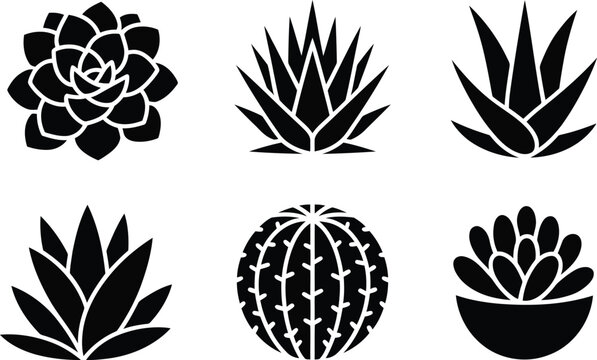 Black and white succulent and cactus collection botanical illustration for design and decorative elements