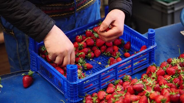 Picking strawberries in a field on a sunny day