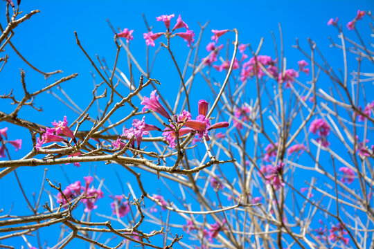 Beautiful pink trumpet tree flowers blooming against a clear blue sky.