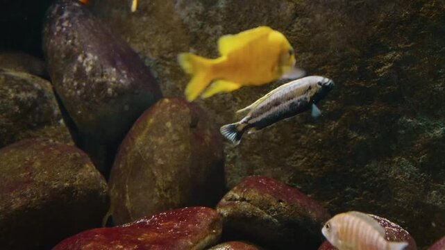 A vibrant yellow Labidochromis caeruleus and a blue striped Metriaclima sp. Msobo Magunga cichlid swim among rocks in a freshwater aquarium. The fish are native to Lake Malawi in Africa and are popula