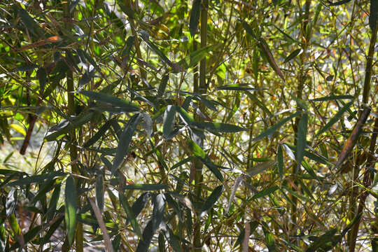 Green bamboo stalks in a dense forest with natural sunlight and leaves.