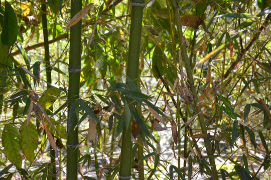 Green bamboo stalks in a dense forest with natural sunlight and leaves.