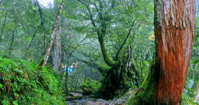 Moss-covered stone hiking trails in the original rainforest of Qilan, Taiwan