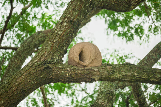 Nido caracter&iacute;stico de hornero construido con barro sobre una rama de &aacute;rbol. Esta ave sudamericana es conocida por su singular arquitectura natural y su comportamiento trabajador