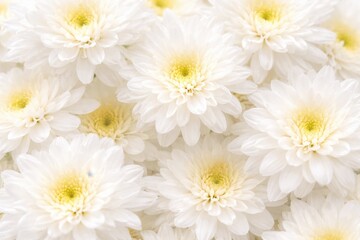 Fototapeta premium Soft white chrysanthemum flowers background with delicate petals and gentle light floral texture