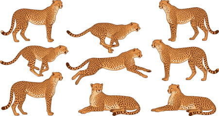 Illustration Set of Cheetahs in Different Poses for Wildlife and Animal Speed Designs © Lipi
