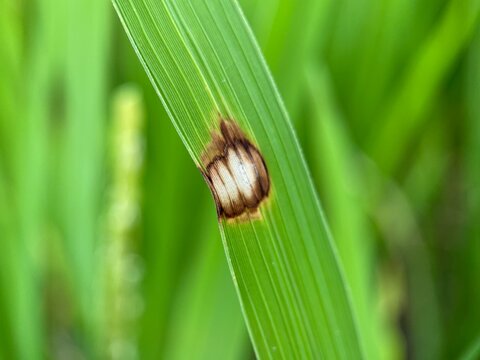 Brown spot, a disease in rice caused by the fungus Pyricularia oryzae