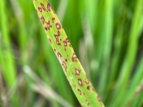 Brown spot, a disease in rice caused by the fungus Pyricularia oryzae