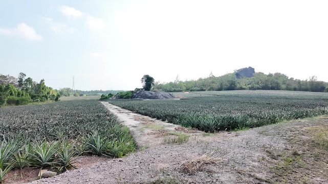 Agriculture pineapple field with dirt road and rock monoliths
