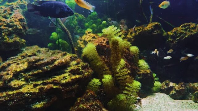 This footage captures a beautiful yellow Cichlid fish, possibly a Labidochromis caeruleus, swimming gracefully among large rocks.
