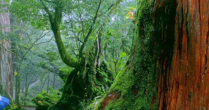 Moss-covered stone hiking trails in the original rainforest of Qilan, Taiwan