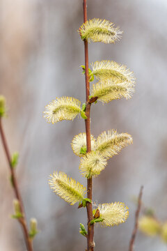 Nature awakes in spring. Blooming willow twigs and furry willow-catkins, so called seals or cats. Holly willow, Salix caprea