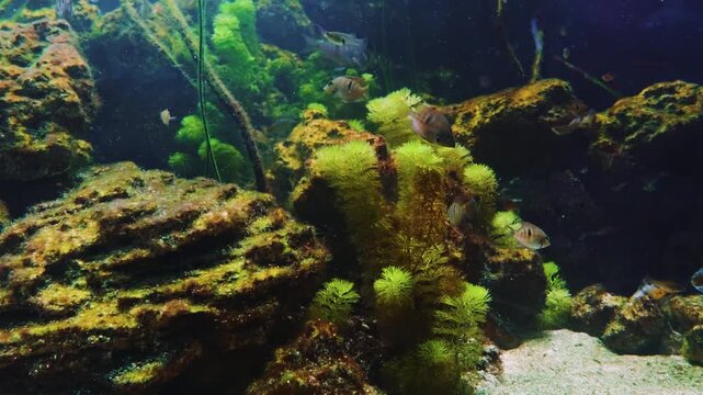 A close up shot of vibrant cichlid fish, including a blue and several yellow ones, swimming gracefully among rocky formations in a freshwater aquarium.