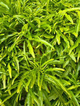 Portrait of Euodia Ridleyi or Golden False Aralia Plant in Garden