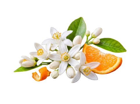Fresh orange blossom flowers, buds, leaves, orange slice, and peel, isolated on transparent background.