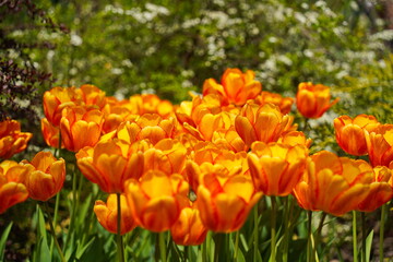 Fototapeta premium Bright tulips in the botanical garden of Almaty. The period of active flowering.