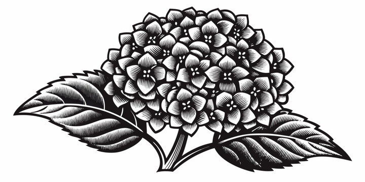 black and white drawing of a hydrangea flower