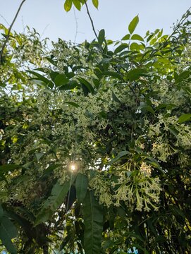 Nightblooming jasmine flowers in full bloom on a lush green shrub in the garden