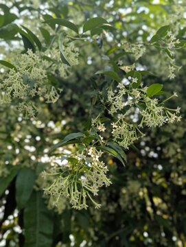 Clusters of small white cestrum nocturnum flowers blooming on a shrub in the garden