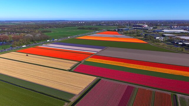 Aerial view of vibrant multi-colored tulip fields in bloom with a busy highway and green landscape under a clear blue sky in Heiloo, North Holland, Netherlands.