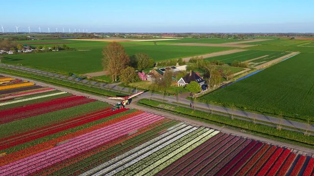 Aerial view of vibrant tulip fields in bloom next to traditional farmhouses and green pastures under a clear blue sky in Nieuwe Niedorp, North Holland, Netherlands.