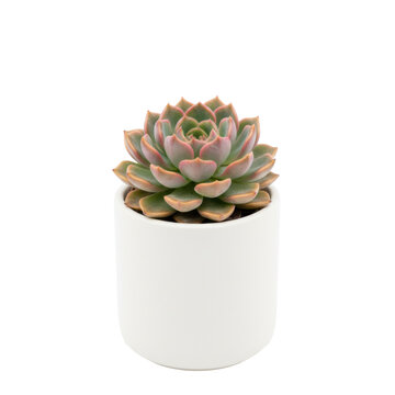 Symmetrical echeveria succulent with pink tips in a white matte pot on a white background with bright studio lighting showcasing a minimalist nature concept