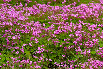 Fototapeta premium Pink Oxalis blossoms with green leaves in the garden.