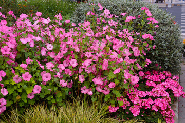 Obraz premium Beautiful pink mallow flowers blooming in the garden.