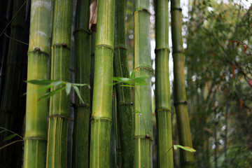 Obraz premium Green bamboo forest at Chengdu Research Base of Giant Panda Breeding