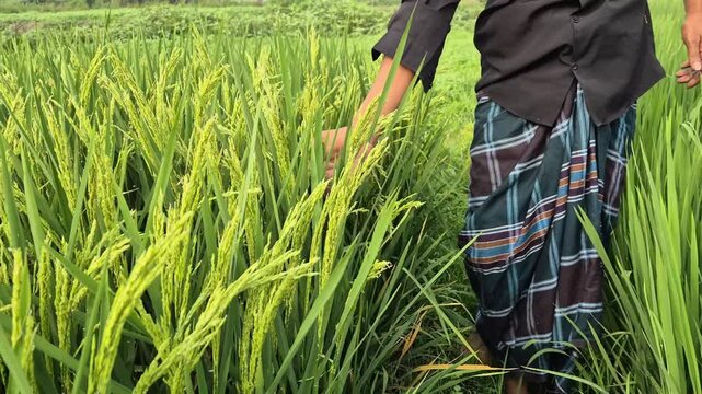 Farmer in Traditional Attire Inspecting Young Green Paddy Crop Progress