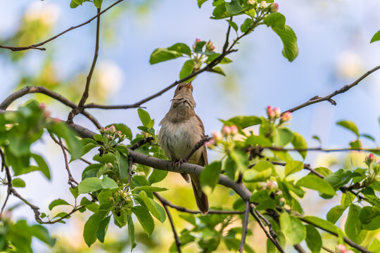 Thrush Nightingale, Luscinia luscinia. A bird sits on a tree branch and sings