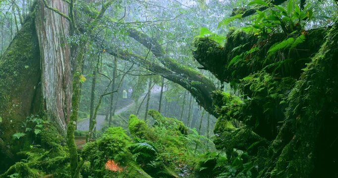 Moss-covered stone hiking trails in the original rainforest of Qilan, Taiwan