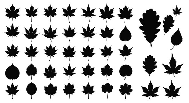 Sheet of black silhouettes of different tree leaves mainly focusing on maple, oak, and birch shapes for nature design patterns.