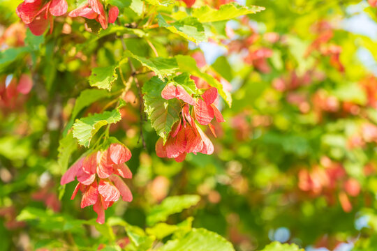 A close-up of the reddish-pink ripening fruits of the Tatar maple.