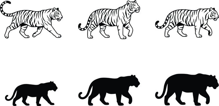 Tiger outline and silhouette illustrations in walking poses for wildlife, education, branding, and creative design projects