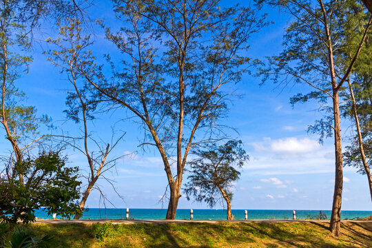 Beach and sky with pine in summer