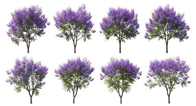 Collection of eight distinct purple jacaranda trees with green foliage against a white background.