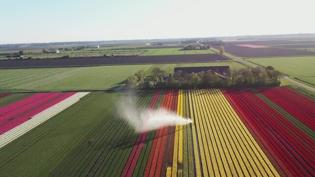 Aerial view of vibrant tulip fields with an irrigation system spraying water over colorful rows of flowers in Lelystad, Flevoland, Netherlands.