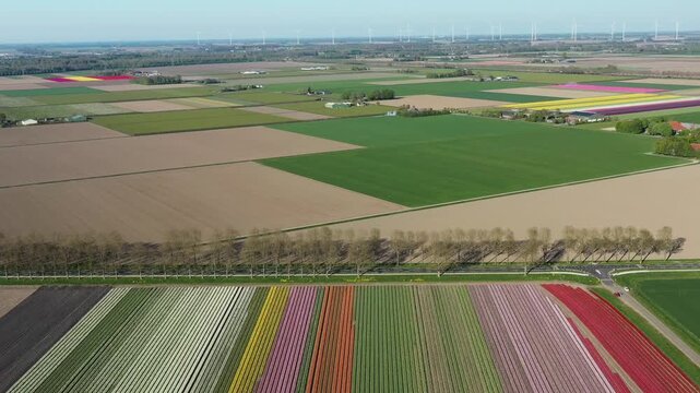 Aerial view of Flevopolder featuring vibrant rows of blooming tulip fields, vast agricultural land, and wind turbines on the horizon under a clear sky in Lelystad, Flevoland, Netherlands.
