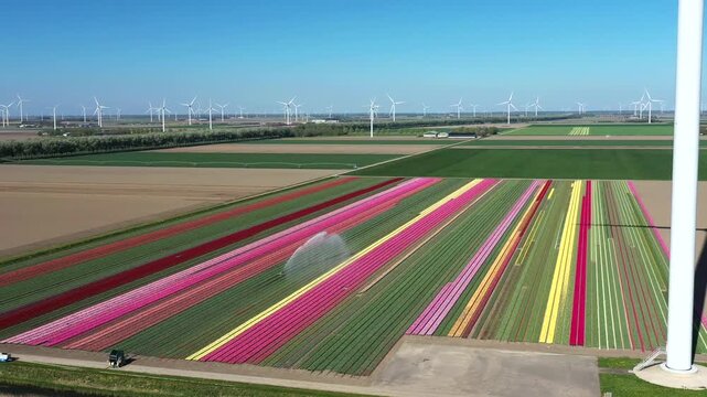 Aerial view of the vibrant tulip fields in Flevopolder with a sprinkler creating a rainbow and wind turbines under a clear blue sky in Lelystad, Flevoland, Netherlands.