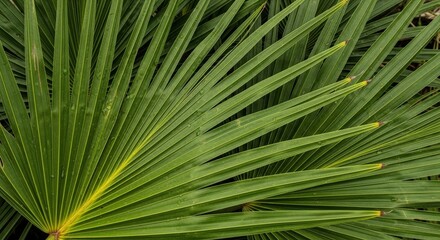 Lush green palm leaf fronds overlap showing detailed veins and tropical textures. Wallpaper Background image © Neo