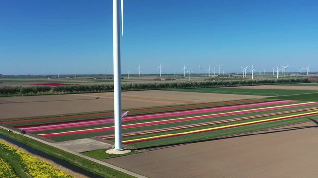 Aerial view of vibrant tulip fields in bloom with modern wind turbines under a clear blue sky in the Flevopolder region of Lelystad, Flevoland, Netherlands.