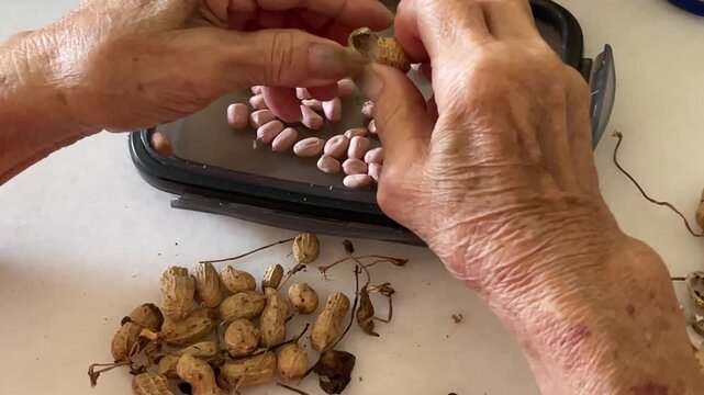 A detailed close-up shows a person's hands hulling dry peanuts to extract raw seeds, carefully placing them onto the lid of a plastic container during food preparation.