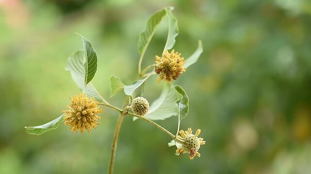 Kratom or Mitragyna speciosa Korth branch flower and green leaves on natural background.