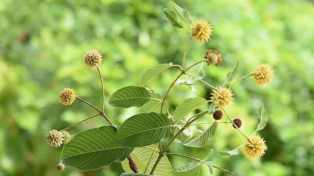 Kratom or Mitragyna speciosa Korth branch flower and green leaves on natural background.